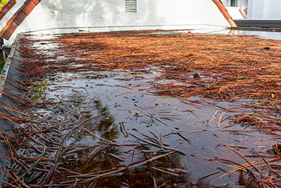 Standing water and dried pine needles on a flat roof after a storm.